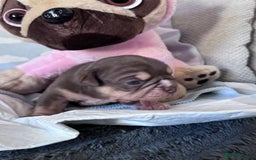 English Bulldog dogs for sale: Self Whelped Healthy English bulldog Babies❤️🤍 - Image 22