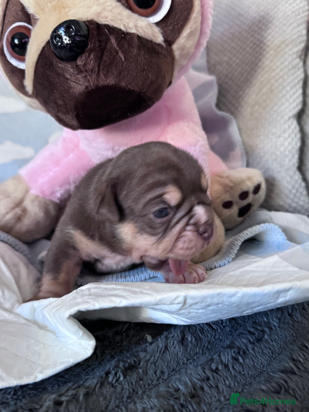 English Bulldog dogs for sale: Self Whelped Healthy English bulldog Babies❤️🤍 - Image 22