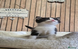 Mixed Breed cats for sale: Stunning Kittens - Image 5