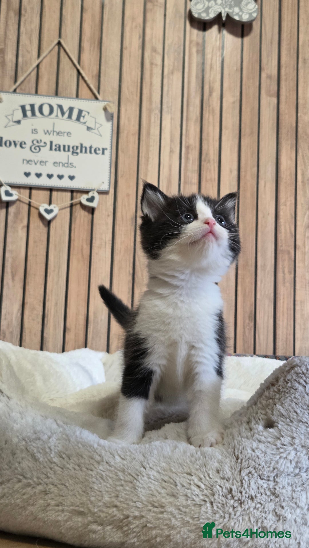 Mixed Breed cats for sale: Stunning Kittens - Image 5