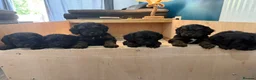 Cockapoo dogs for sale: Gorgeous F1 puppies for sale - Advert 4