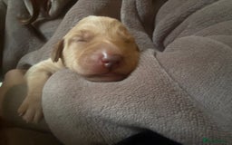 Labrador Retriever dogs for sale: Fox red labradors available now  - Advert 12