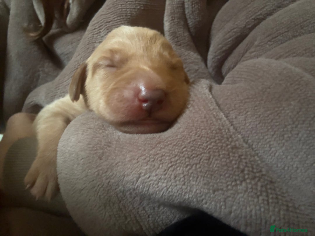 Labrador Retriever dogs for sale: Fox red labradors available now  - Advert 12