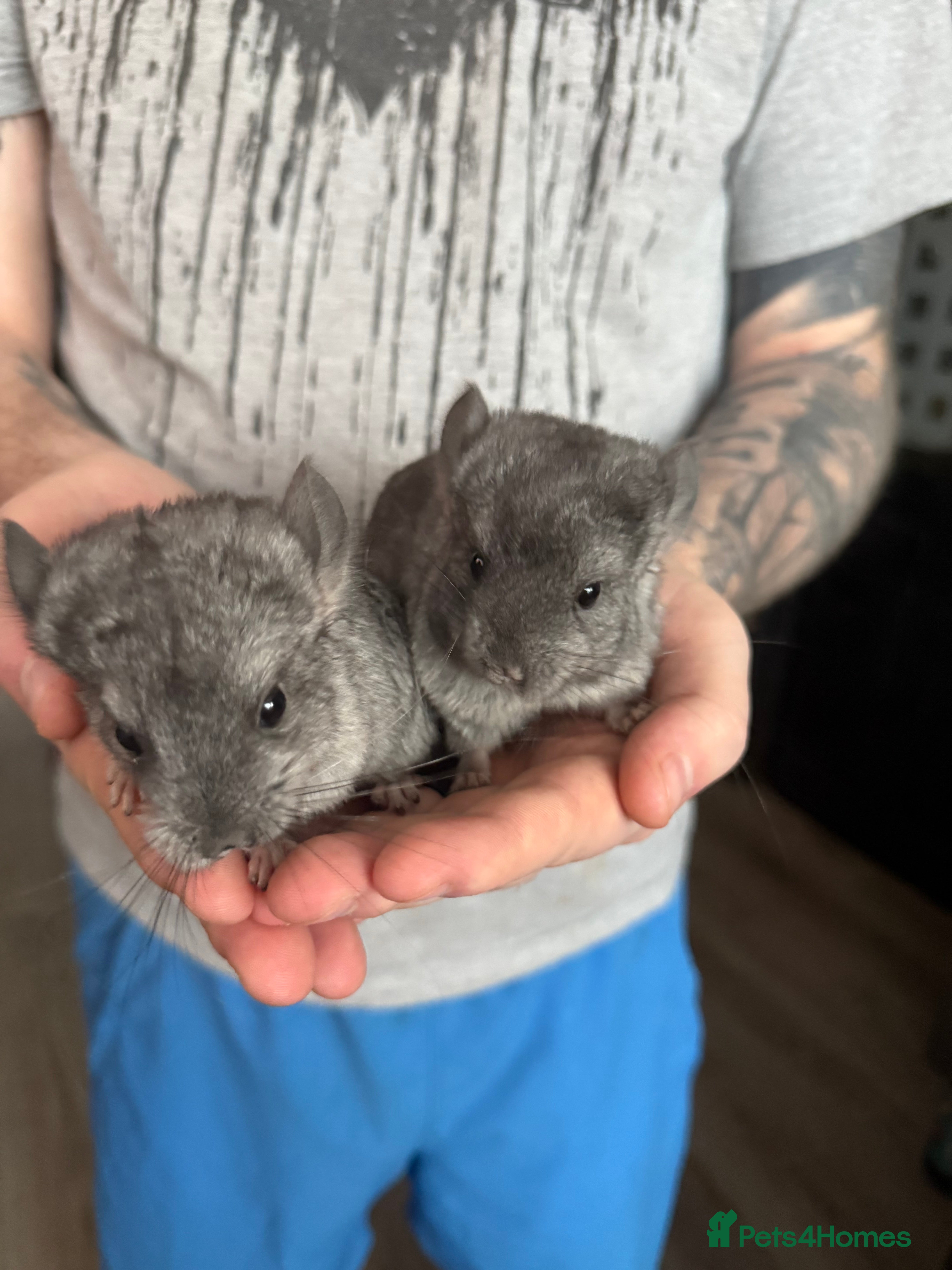 Chinchilla rodents 3 male chinchillas  - Advert 1