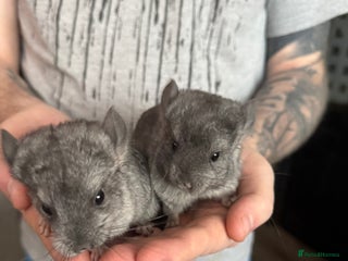 Chinchilla rodents 3 male chinchillas - Advert 1