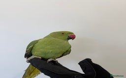 Ringnecks birds for sale: BEAUTIFUL. YOUNG GREEN RINGNECK BIRD  - Advert 2