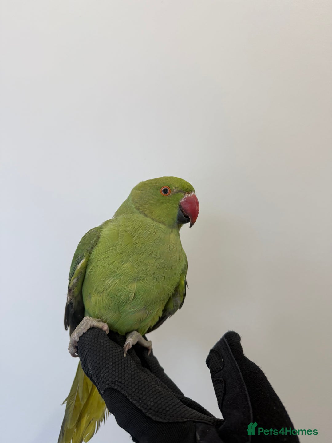 Ringnecks birds for sale: BEAUTIFUL. YOUNG GREEN RINGNECK BIRD  - Advert 2