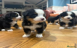 Bernese Mountain Dog dogs for sale: Bernese Mountain Dog Pups  - Image 3