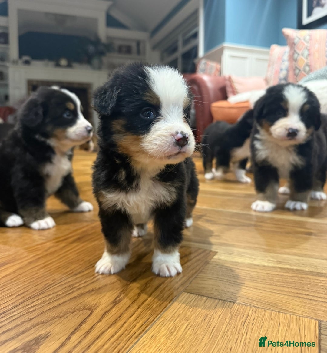 Bernese Mountain Dog dogs for sale: Bernese Mountain Dog Pups  - Image 3