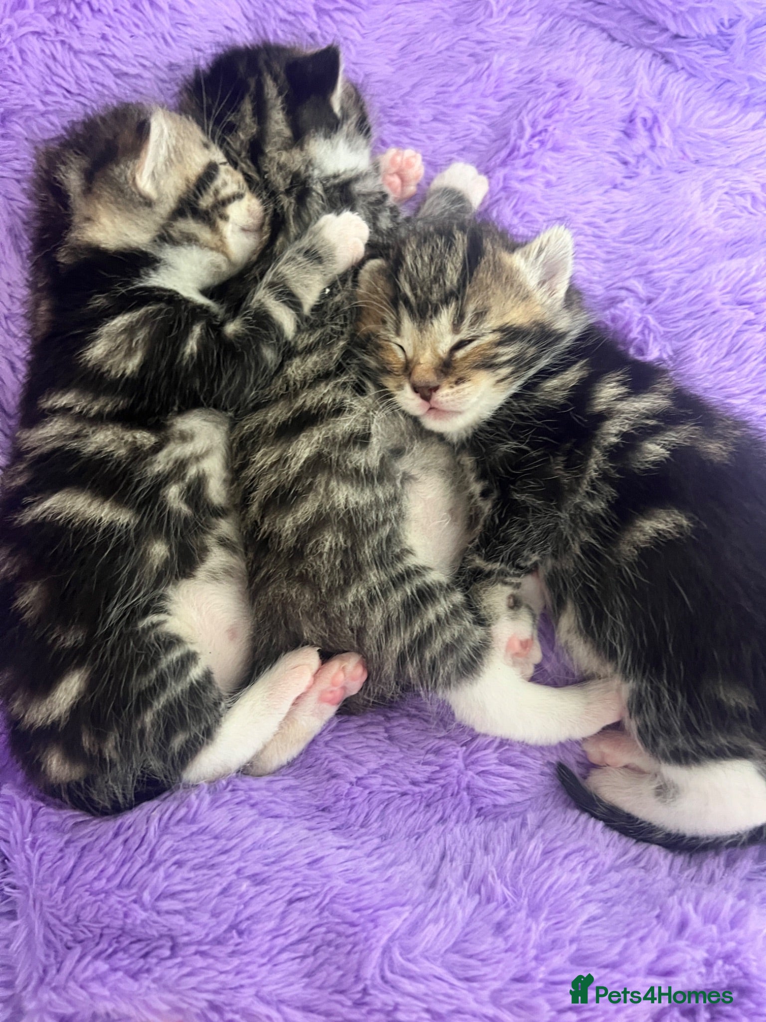 Mixed Breed cats Beautiful tabby kittens ready 21st July - Advert 1