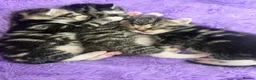 Mixed Breed cats for sale: Beautiful tabby kittens ready 21st July in Sheffield - Advert 1