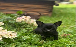 Chorkie dogs for sale: Chorkie puppies for forever homes  - Image 27