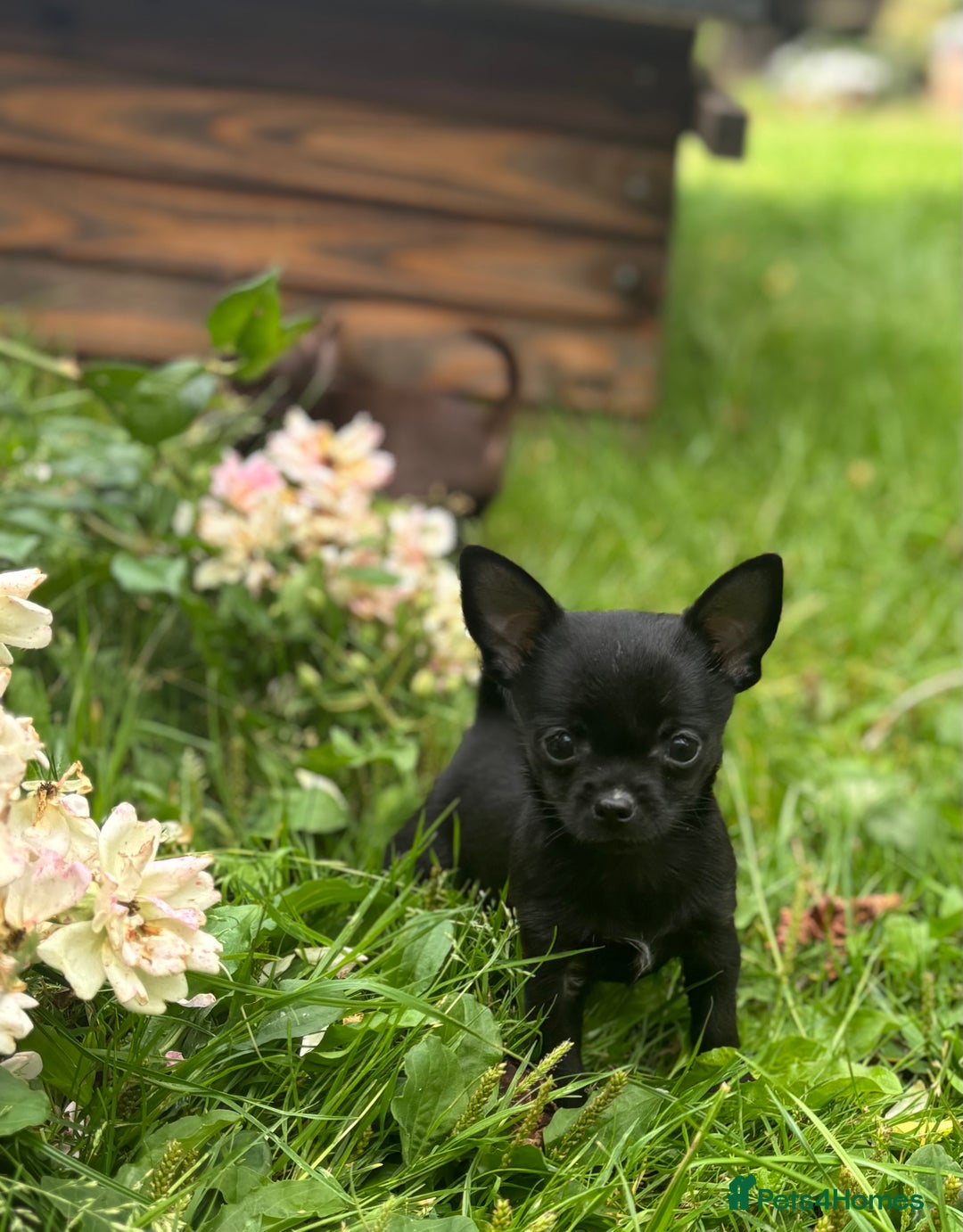 Chorkie dogs for sale: Chorkie puppies for forever homes  - Image 27