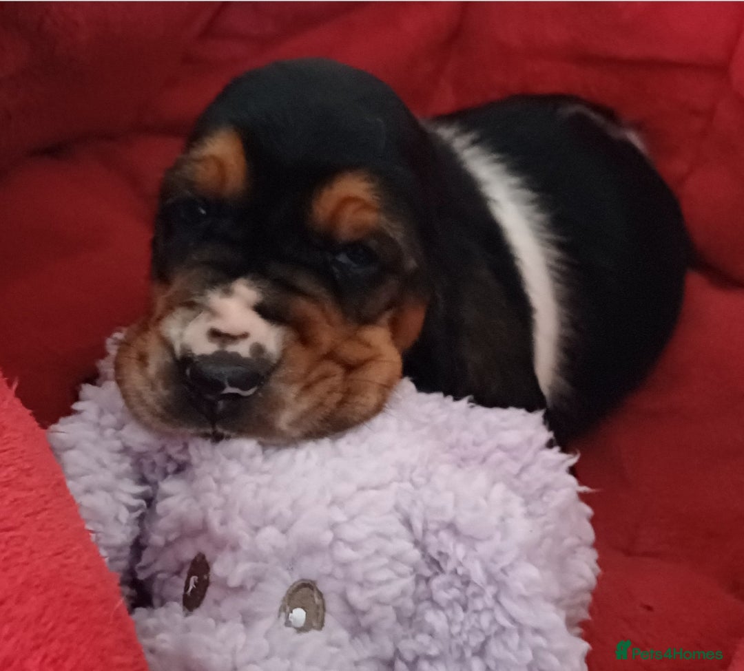 Basset Hound dogs for sale: Basset hound puppies - Advert 4