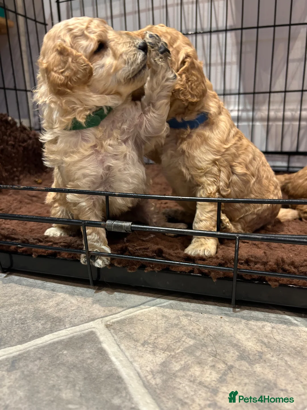 Cockapoo dogs for sale: Beautiful Cockapoo Puppies  - Advert 2