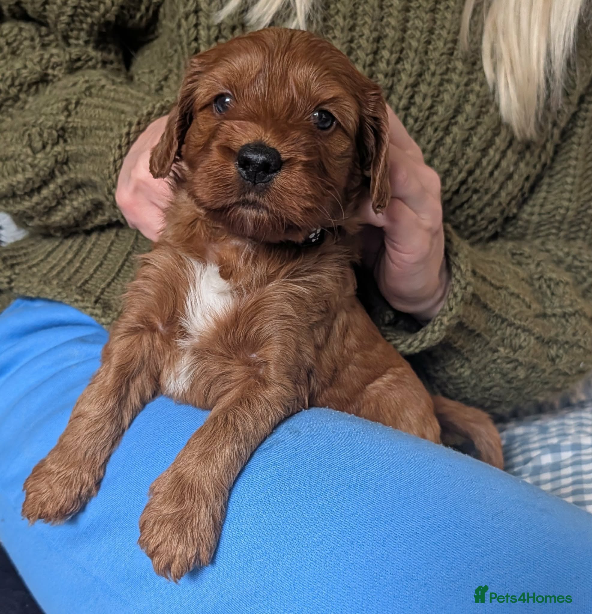 Irish Doodle dogs Beautiful F1 miniature Irish doodles  - Advert 3