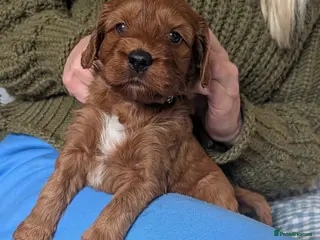 Irish Doodle dogs Beautiful F1 miniature Irish doodles - Advert 3