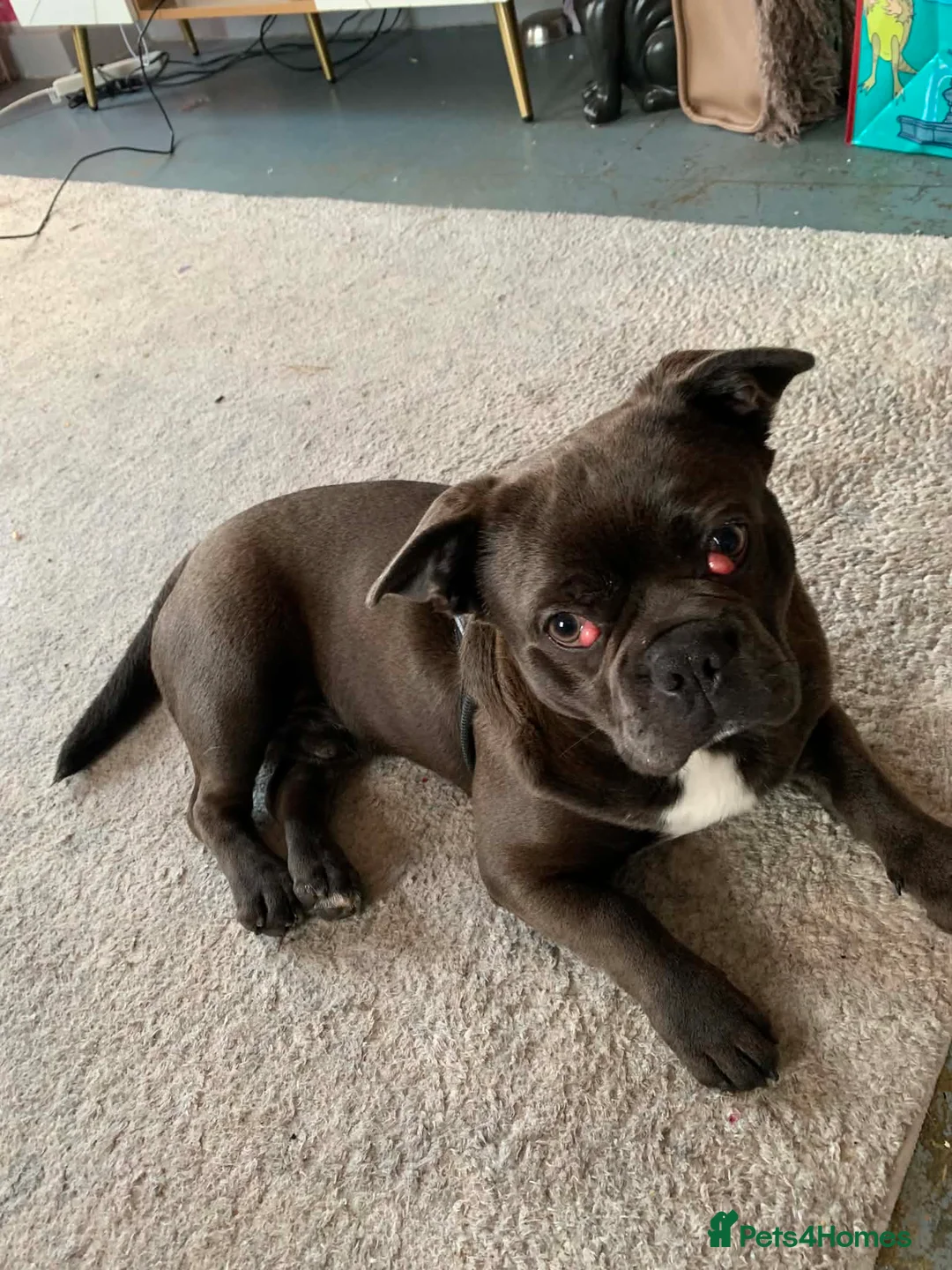 Mixed Breed dogs for sale: Shih Tzu x French Bulldog for sale - Advert 2
