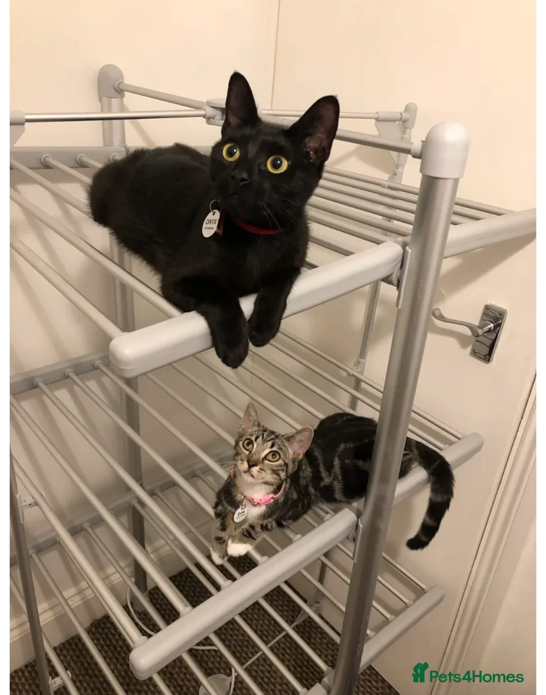 Mixed Breed cats for sale: 2 elderly cats must go as a pair  in Bishop's Stortford - Advert 2