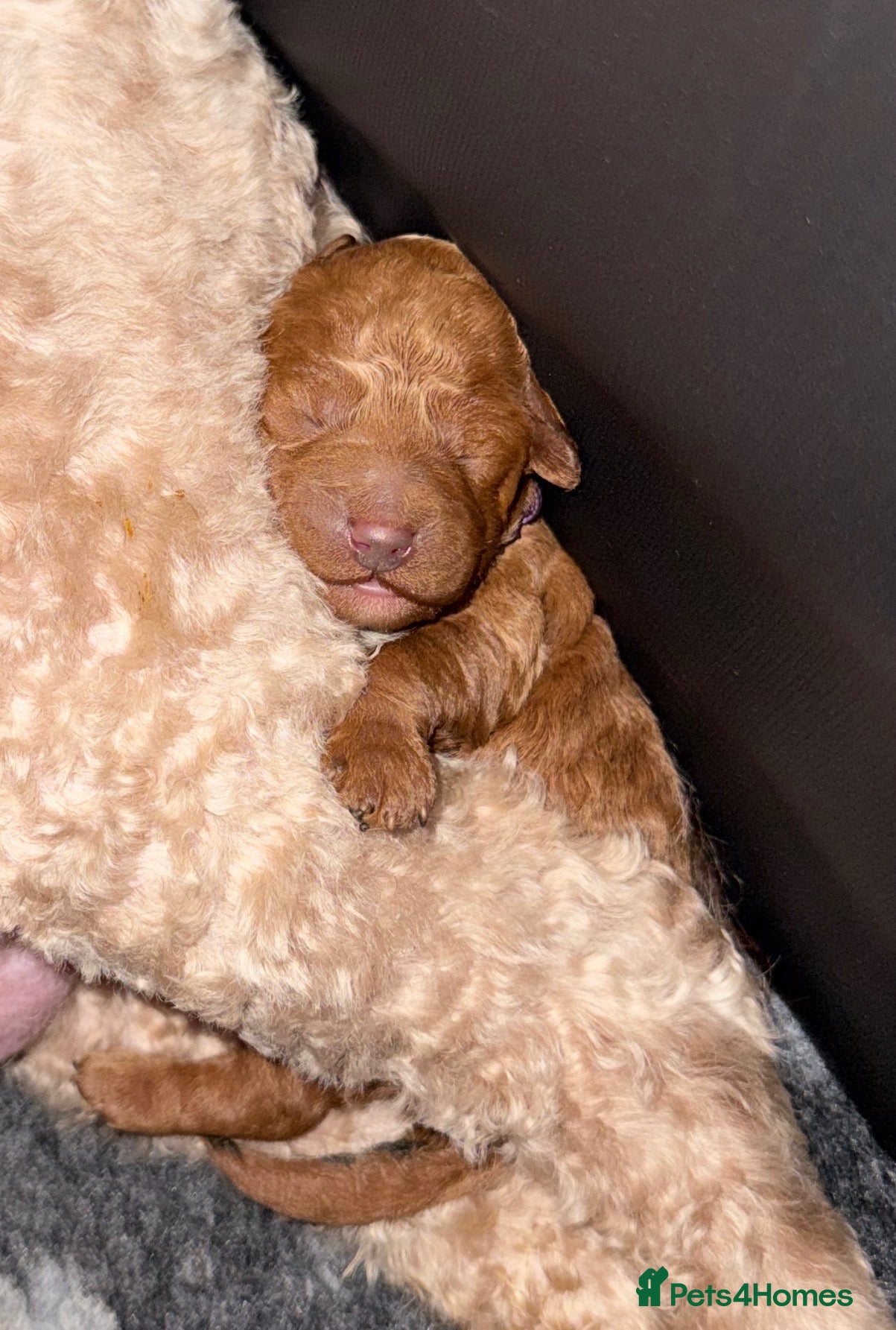 Cockapoo dogs F1B Cockapoo  - Advert 6