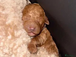 Cockapoo dogs F1B Cockapoo - Advert 1