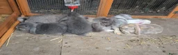 French Lop rabbits for sale: One Beautiful French Lop Buck Remaining - Advert 6
