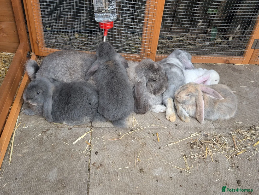 French Lop rabbits for sale: One Beautiful French Lop Buck Remaining - Advert 6