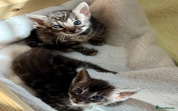 Bengal cats for sale: Pedigree Glittered Bengal Kittens - TICA reg. - Image 3