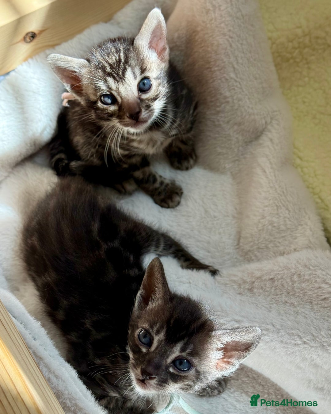 Bengal cats for sale: Pedigree Glittered Bengal Kittens - TICA reg. - Image 3