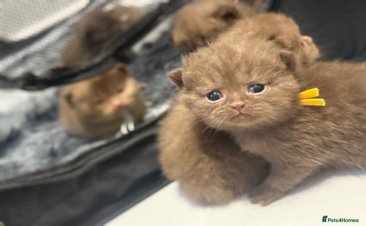 British Shorthair cats - Advert 1