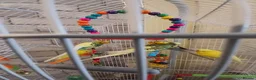 Budgerigars birds for sale: 3 budgies for sale southend - Advert 4