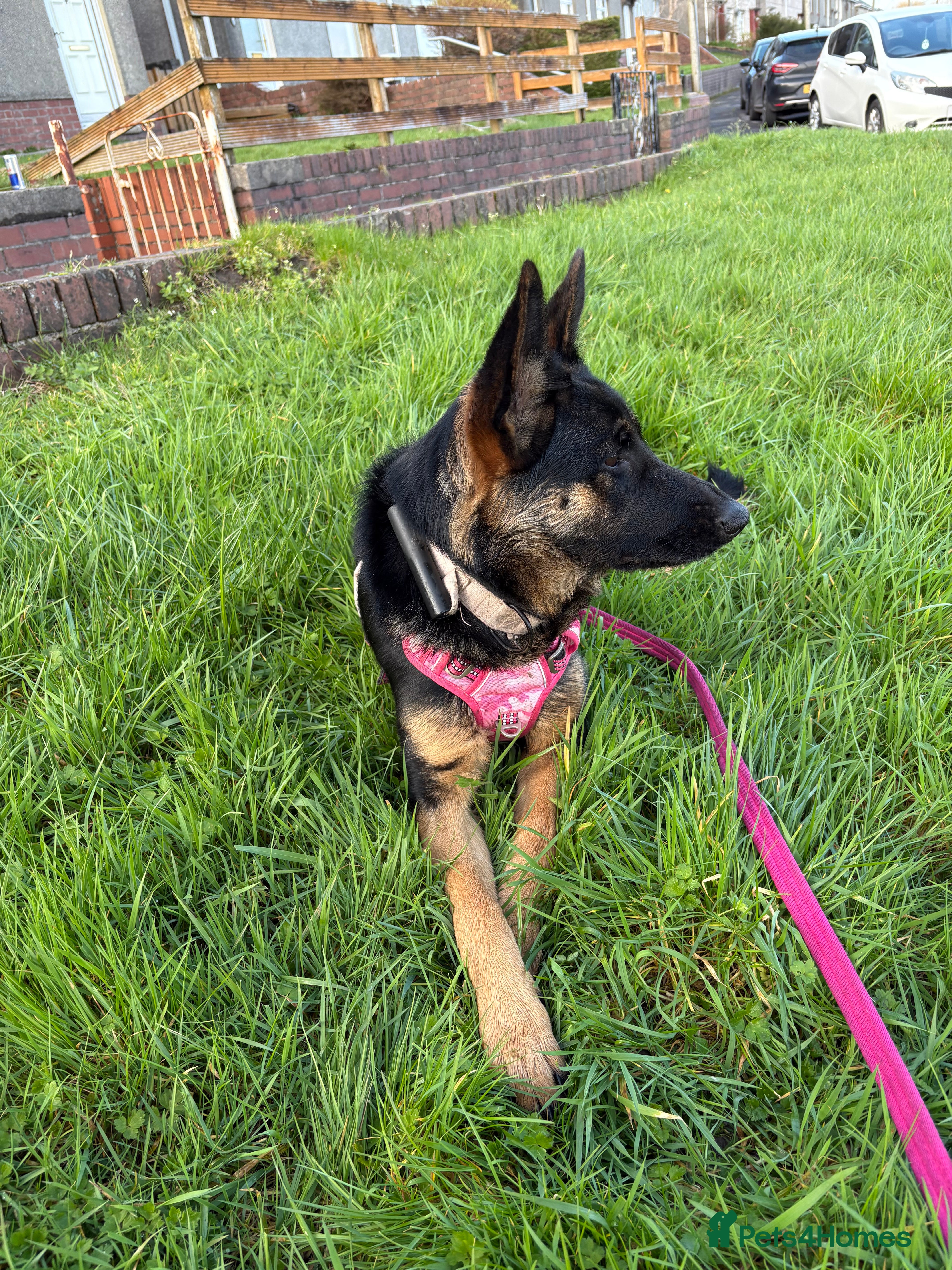 German Shepherd dogs German shepherd  - Advert 5