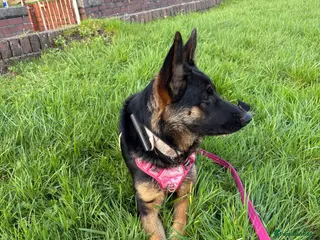 German Shepherd dogs German shepherd - Advert 5