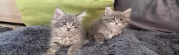 Maine Coon cats for sale: Maine coon kitten  - Advert 18