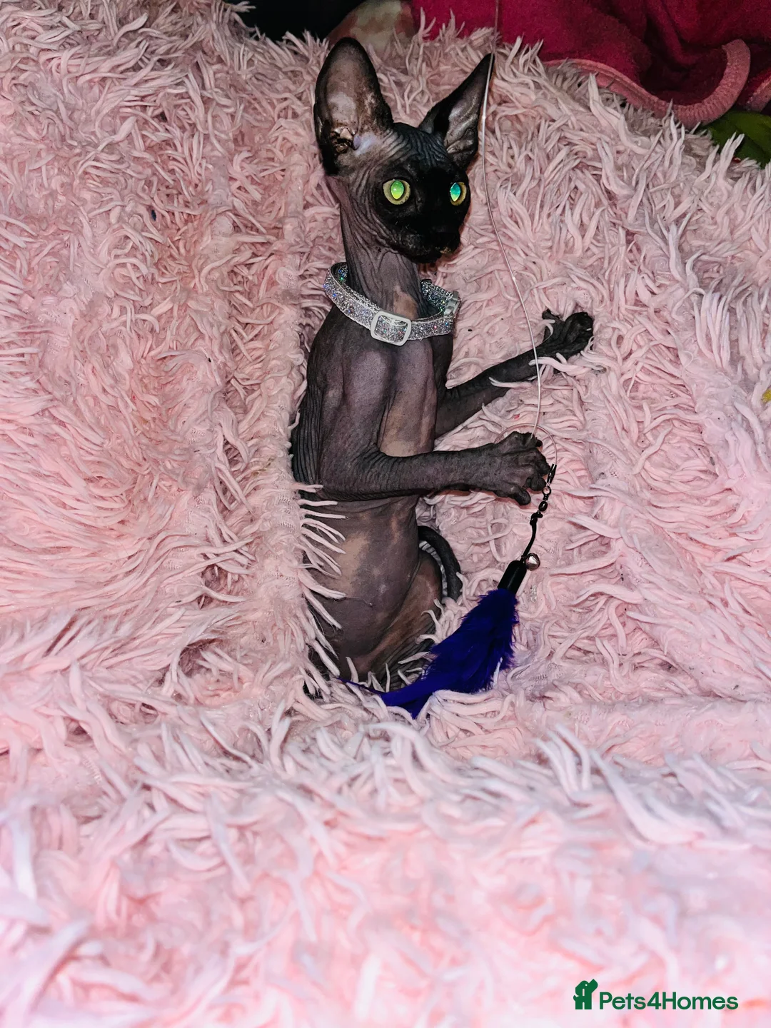 Sphynx cats for sale: Adorable Sphynx Kittens - Advert 5