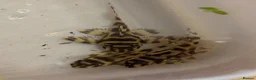 Plecos fish for sale: L333 Goldline Pleco Ceramic line. AA grade - Advert 6
