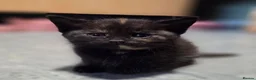 Mixed Breed cats for sale: 2 stunning kittens still available  - Advert 28