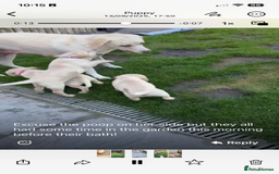 Labrador Retriever dogs for sale: Gorgeous Labrador puppy - Image 10