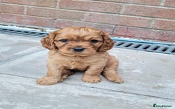 Cavapoo dogs for sale: F1B Cavapoo Puppies - Image 9