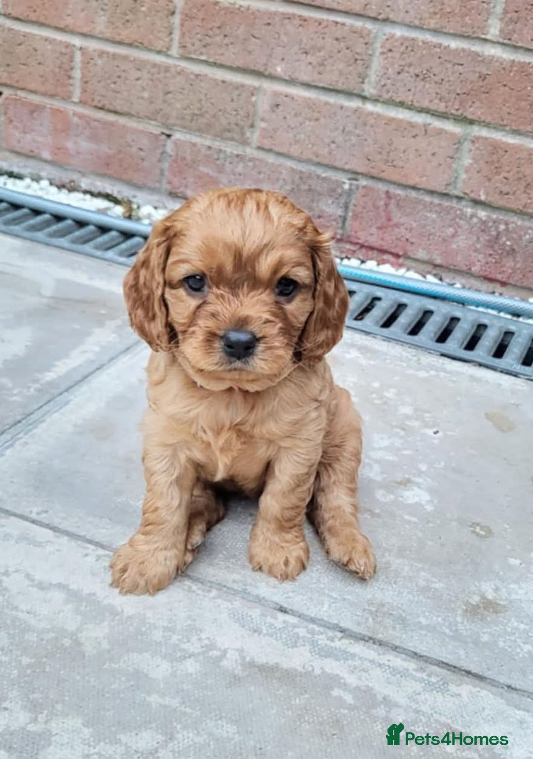 Cavapoo dogs for sale: F1B Cavapoo Puppies - Image 9