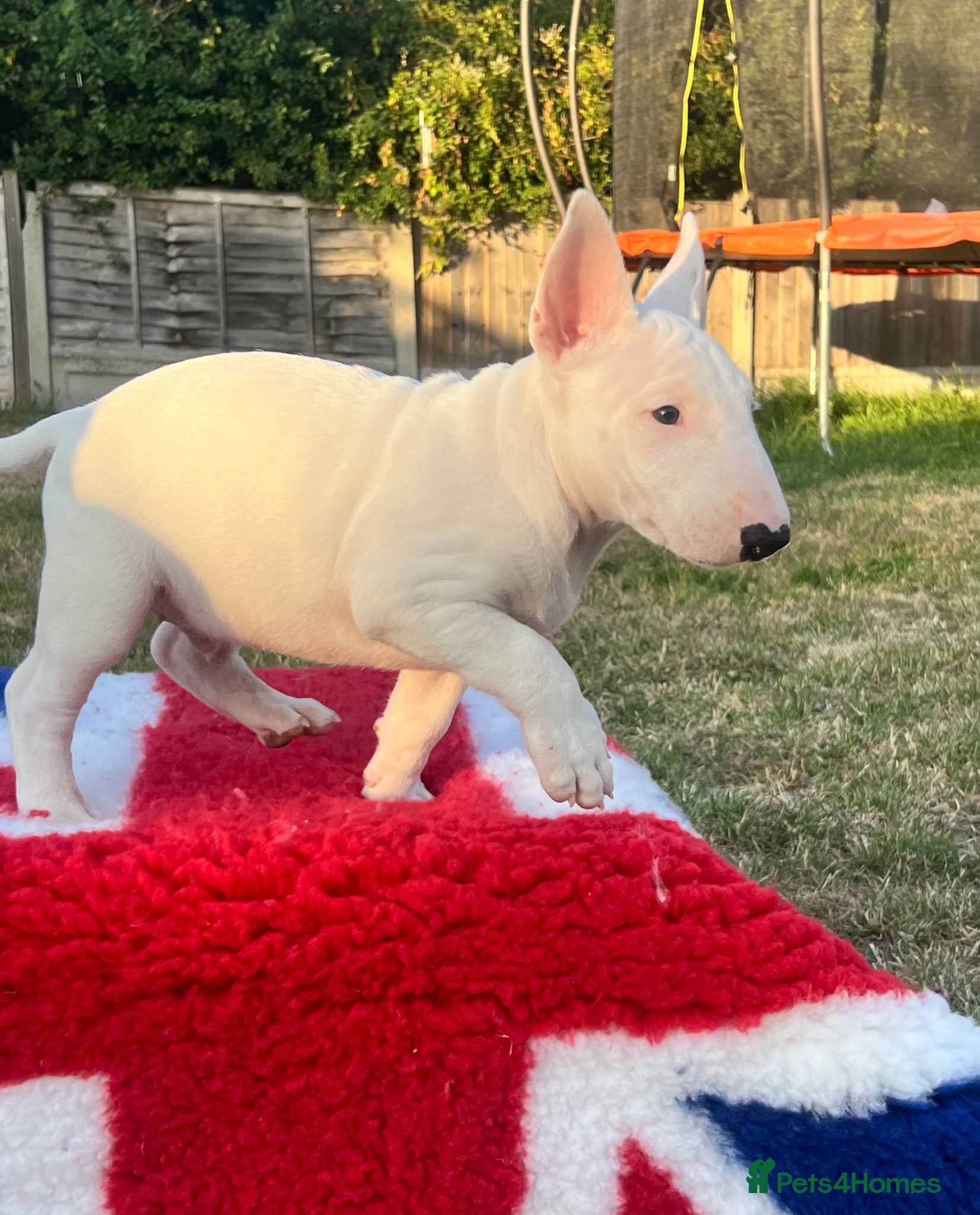 English Bull Terrier dogs 1 boy 1 girl top quality  - Advert 2