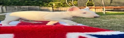 English Bull Terrier dogs for sale: 1 boy 1 girl top quality  - Advert 2