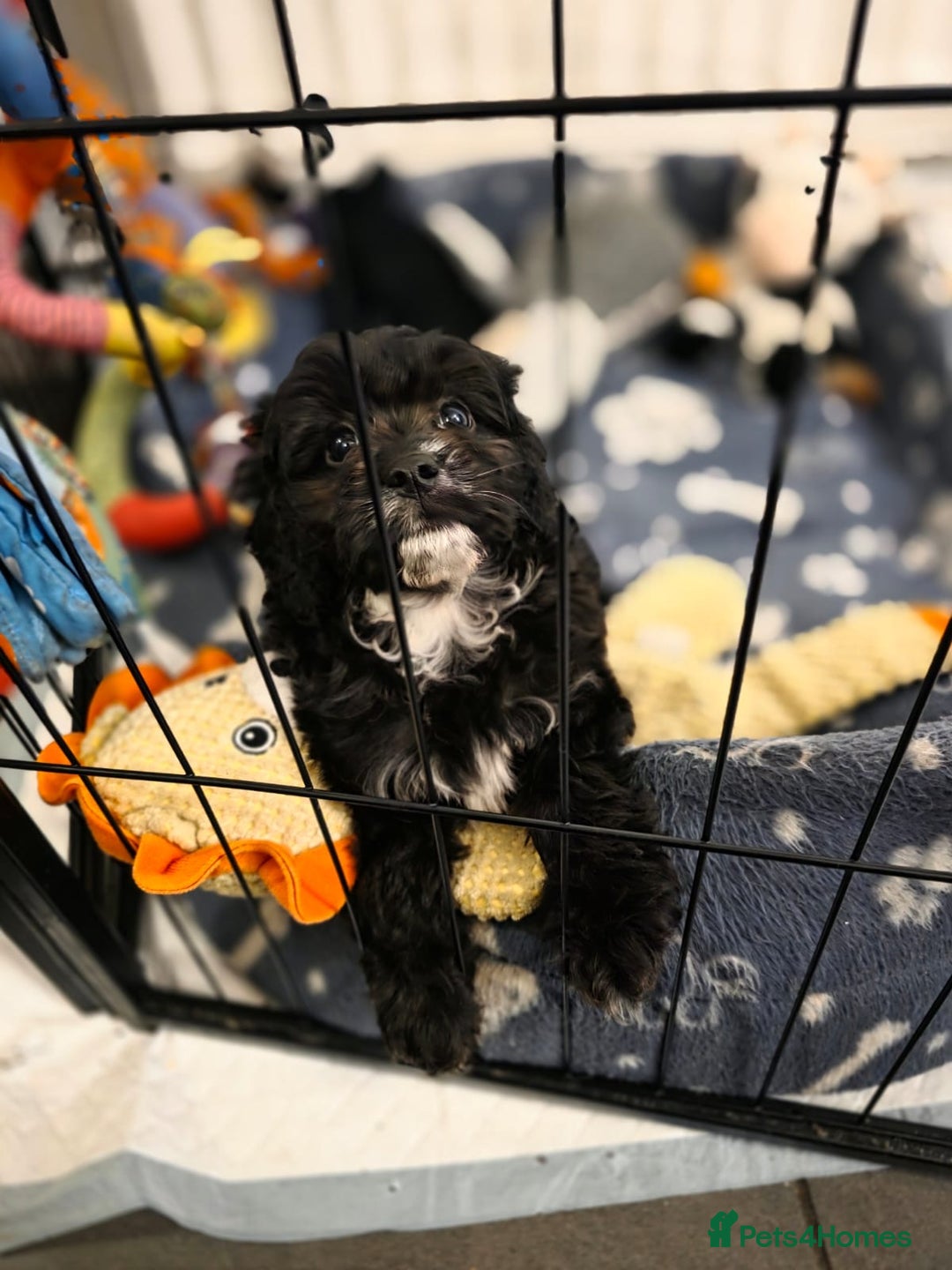 Cavapoo dogs for sale: TOY CAVAPOO BOY - Advert 5