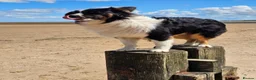 Australian Shepherd dogs for stud: 🐾KC REGISTERED AUSTRALIAN SHEPHERD FOR STUD - Advert 5