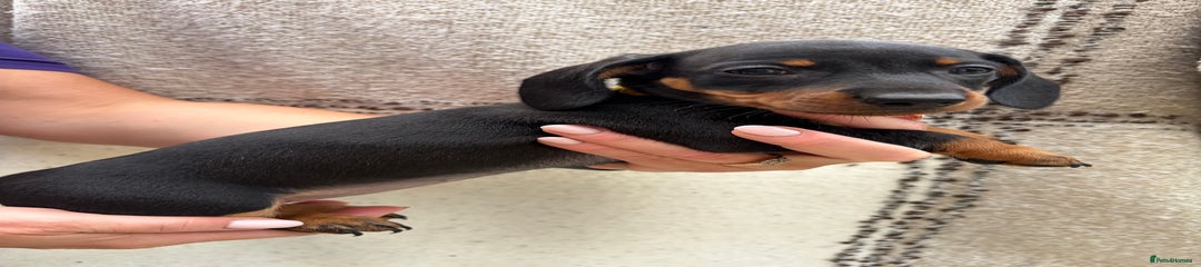 Black + Tan Girl (Yellow Collar) 