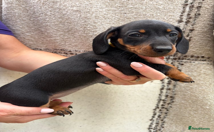 Miniature Dachshund dogs - Advert 11