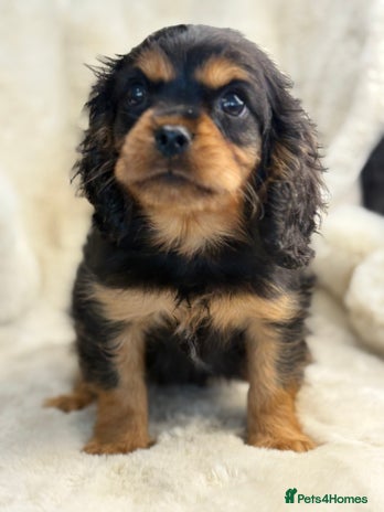 Cavalier King Charles Spaniel dogs READY NOW Health tested King Charles spaniel pups - Advert 2