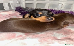 Miniature Dachshund dogs for sale: Black/tan female miniature dachshund  - Image 12