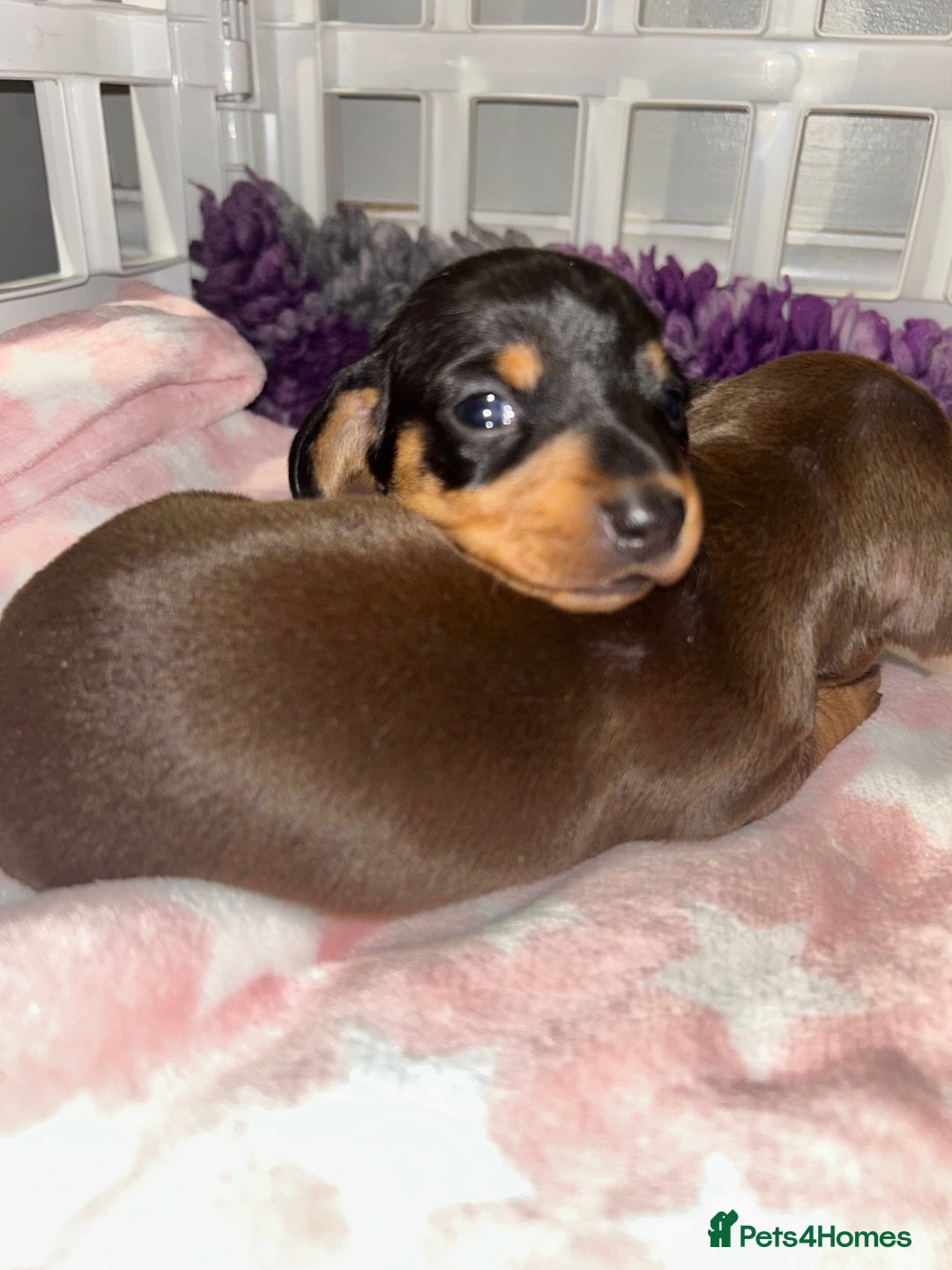 Miniature Dachshund dogs for sale: Black/tan female miniature dachshund  - Image 12