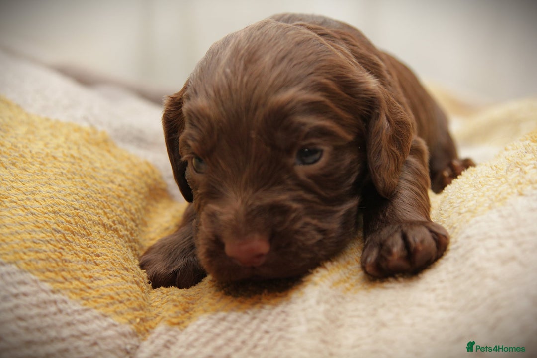 Cocker Spaniel dogs for sale: Working Cocker Spaniel, KC - Advert 11